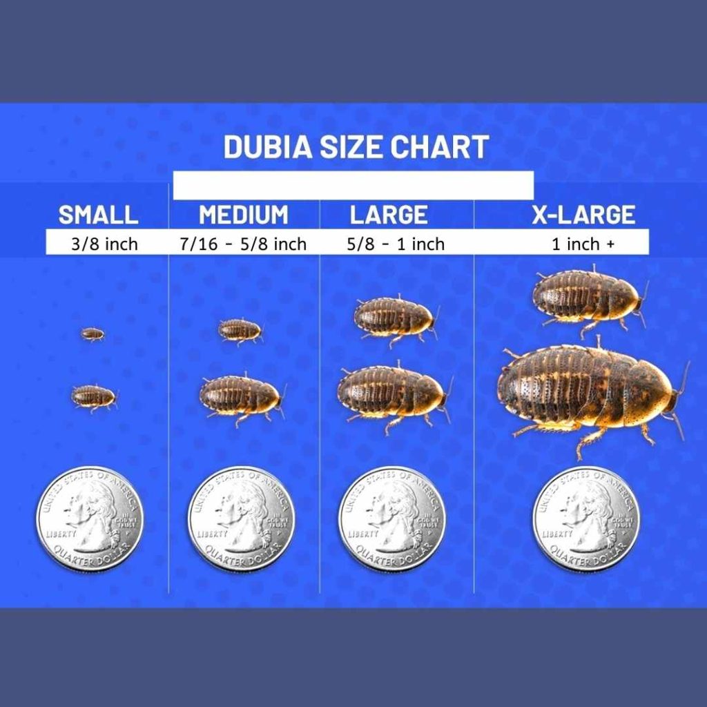 dubia roach size chart